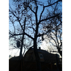 Обрізка дерев у саду Київ