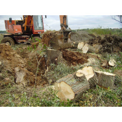 Корчування дерев Київ