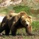 The Guardian: Российские медведи считают кладбища "гигантскими холодильниками"
