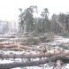 В Киеве продолжается вырубка зеленых насаждений