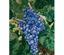 Панно PANNO 1-12061 Виноград