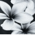 Плитка Opoczno Pret a Porter flower grey composition 75x75 см