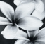Плитка Opoczno Pret a Porter flower grey composition 75x75 см Одеса
