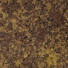 Тротуарна плитка Золотий Мандарин Старе місто 120х40 мм генуя Кривий Ріг