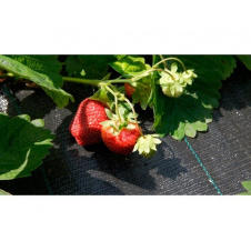 Агротканина AGROCOVER 100 гр/м. кв 1,05х100 м чорна