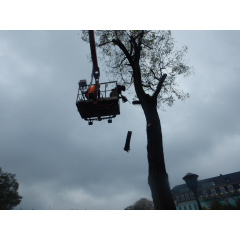 Обрезка аварийных деревьев с помощью автовышек Борисполь