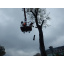 Обрізка аварійних дерев за допомогою автовишок Київ