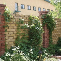 Цегла Золотий Мандарин Антик повний прокрас 240х160х90 мм гірчичний Івано-Франківськ