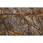 Мрамор RAIN FOREST BROWN 3 см темно-коричневый Самбор
