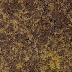 Тротуарна плитка Золотий Мандарин Старе місто 120х60 мм генуя Курінь