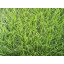 Штучна трава BELLINTURF Bellin-Evolution-40140 40 мм football Київ