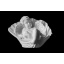 Скульптура Ангел в ракушке 370х400х270 мм Сумы