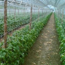 Сітка шпалерна Hortinet 170x150 мм 1,7x500 м зелено-біла