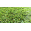 Декоративна штучна трава 25 мм Житомир