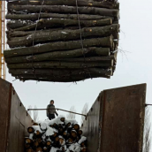 Дрова дубові 2-х метрівками Drovianik, ціна без доставки