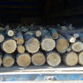 Дрова дубові цурками по 35-40 см Drovianik, ціна без доставки