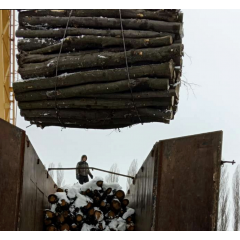 Дрова дубові 2-х метрівками Drovianik, ціна без доставки Запоріжжя