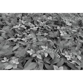 Фотообои 8-914 KOMAR Forest Floor 368х254