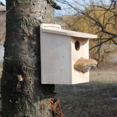 Липовый белчатник (8005) Ивано-Франковск