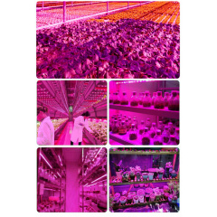Світлодіодна ФітоЛента GrowLight для кімнатних рослин 5V USB 2835 1 м (L363F) Якимівка