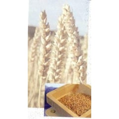 Мельница электрическая Hawos Queen 2 Київ