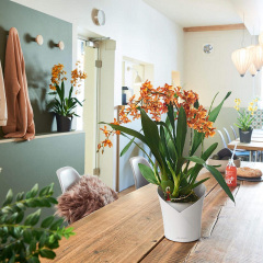 Вазон Lechuza Orchidea 20 белый 1 л Київ