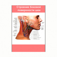 Плакат Vivay Строение боковой поверхности шеи А3 (8152)