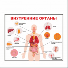 Фото - Плакат Vivay Внутренние органы 85x70 см (5635) Плакат Vivay Внутренние органы 85x70 см (5635)