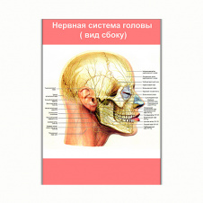 Плакат Vivay Нервова система голови (вид збоку) А0 (8133)