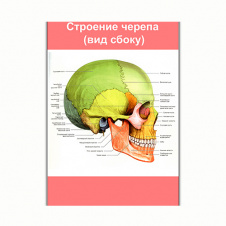 Плакат Vivay Будова черепа (вид збоку) А2 (8167)
