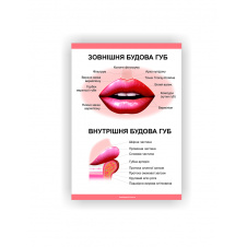 Плакат Строение губ 84х118 Vivay см Белый