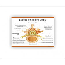 Фото - Плакат Vivay Строение спинного мозга 30 х 40 см Белый Плакат Vivay Строение спинного мозга 30 х 40 см Белый