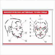 Плакат Vivay Біологічно активні точки обличчя з планкою А3 (9206)