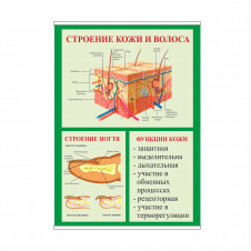 Плакат Vivay Строение кожи и волоса А2 (8945)