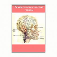 Плакат Vivay Лимфатическая система головы с планкой А1 (9108)