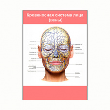 Плакат Vivay Кровеносна система особи (вени) А0 (8125)