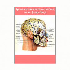 Плакат Vivay Кровеносна система голови вени (вид збоку) А0 (8117)