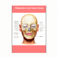 Плакат Vivay Нервова система особи А0 (8253)
