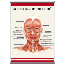 Плакат Vivay М'язи обличчя та шиї А1 (a8224c-25357)