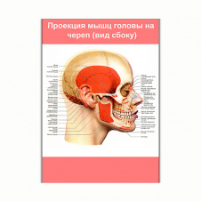 Плакат Vivay Проекция мышц головы на череп (вид сбоку) А0 (8237)
