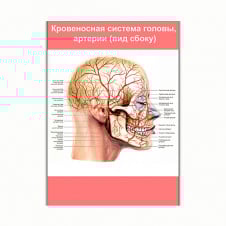 Плакат Vivay Кровеносна система голови, артерії (вид збоку) А3 (8248)
