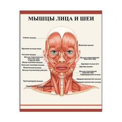 Плакат Vivay М'язи обличчя та шиї 70x90 см (5456) Василівка