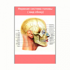 Плакат Vivay Нервова система голови (вид збоку) А3 (8136) Тернопіль