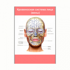 Плакат Vivay Кровеносная система лица (вены) А1 (8126) Токмак