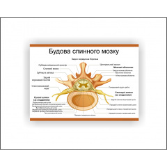Плакат Vivay Будова спинного мозку 30 х 40 см Білий Вінниця