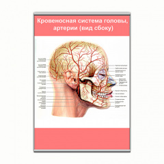 Плакат Vivay Кровоносна система голови, артерії (вид збоку) з планкою А2 (9141) Житомир