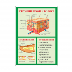 Плакат Vivay Строение кожи и волоса А2 (8945) Виноградов