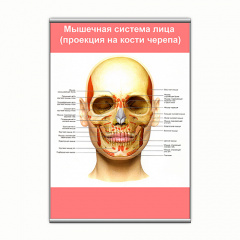 Плакат Vivay М'язова система обличчя (проекція на кістки черепа) з планкою А3 (9166) Херсон