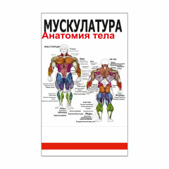 Плакат Vivay Мускулатура 75x125 см (4691) Ровно