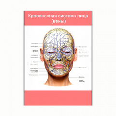 Плакат Vivay Кровеносна система особи (вени) А0 (8125) Хмельницький